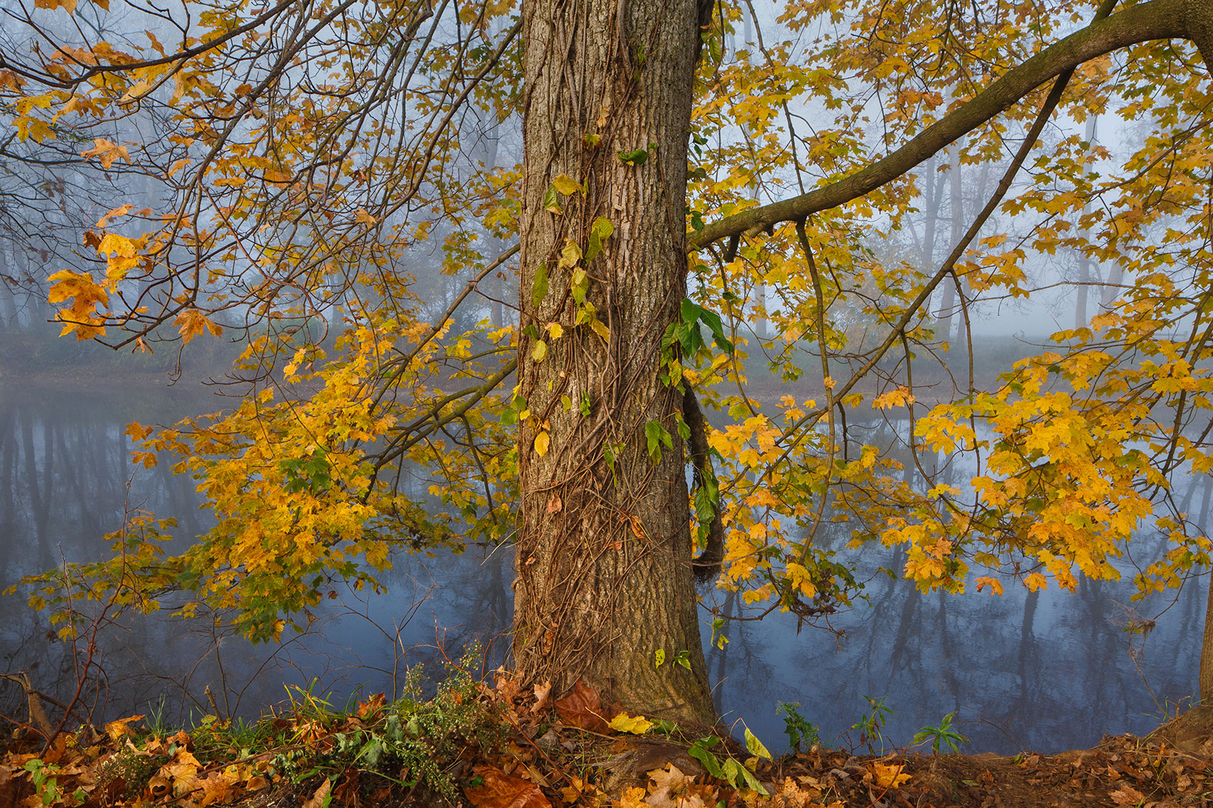 ConestogaFallTree
